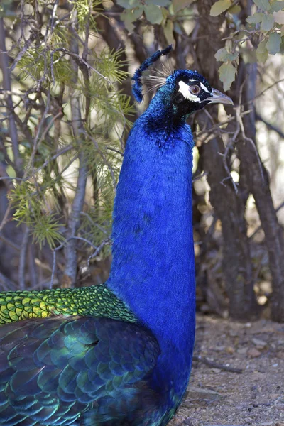 Mannelijke peacock portret — Stockfoto