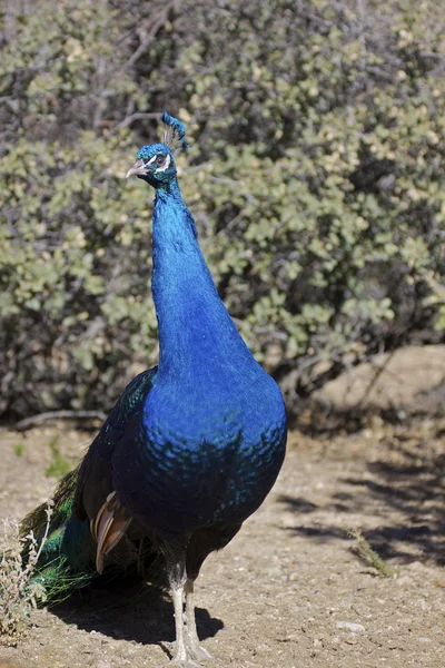 Stolt manliga peacock — Stockfoto