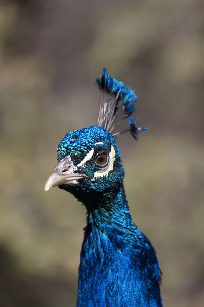 Manliga peacock porträtt — Stockfoto