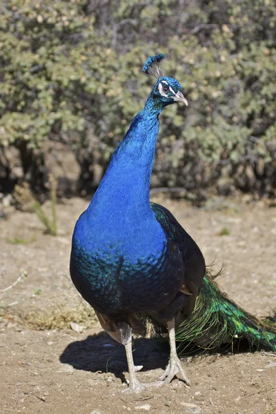 Colorful Male Peacock — Stock Photo, Image