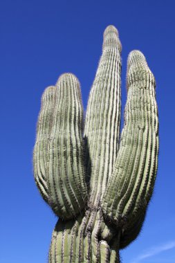 yukarı doğru ulaşan saguaro kaktüsü