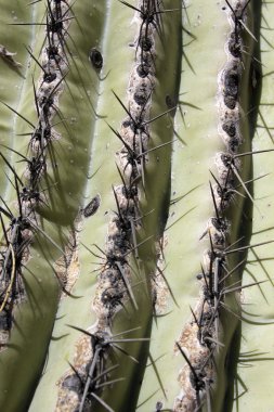 saguaro kaktüsü yakın çekim