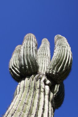 yukarı doğru ulaşan saguaro kaktüsü