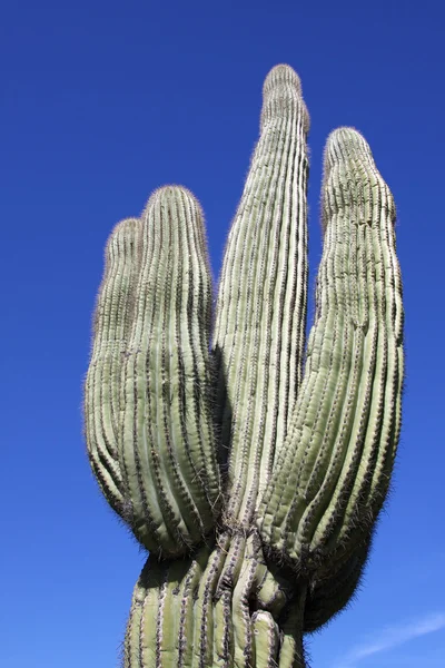 Saguaro Cactus Alcançando para cima — Fotografia de Stock