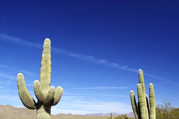 Cactus saguaro — Foto Stock