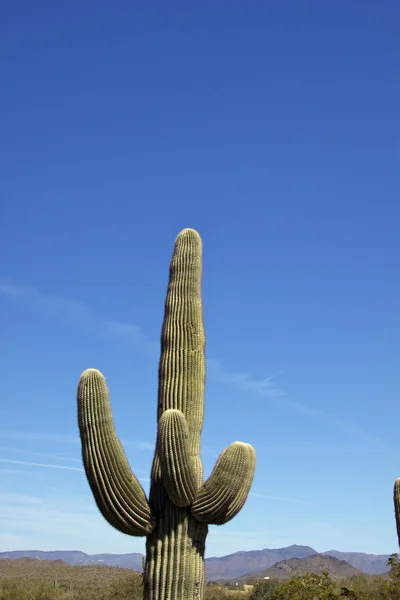 Saguaro 선인장 — 스톡 사진