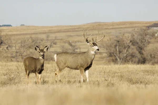 Ciervo de mula Buck y Doe — Foto de Stock
