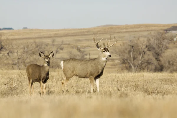 Veados de mula Buck e Doe — Fotografia de Stock