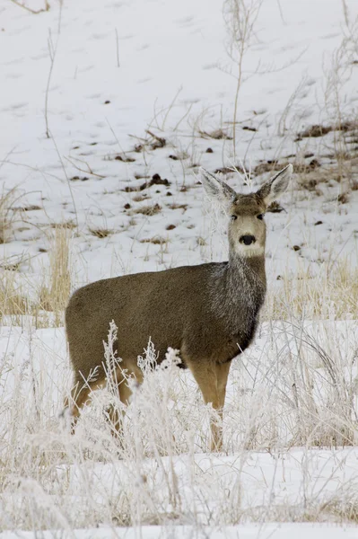 Mule Deer Doe in Snow — Stock Photo, Image
