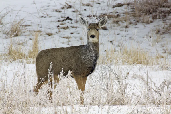 Ciervo de mula en la nieve —  Fotos de Stock