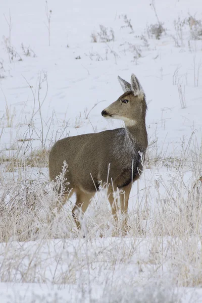 Mule Deer Doe in Snow — Stock Photo, Image