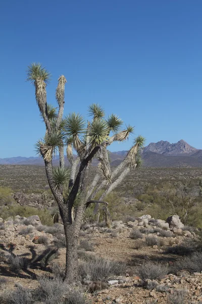 Джошуа дерева в пустелі — стокове фото