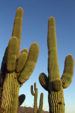 saguaro kaktüsü