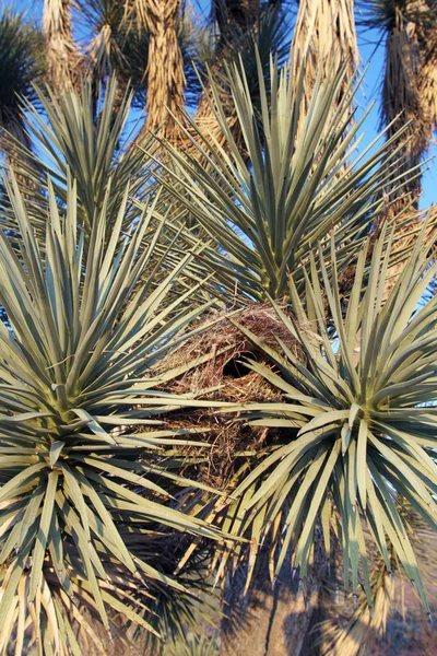 Joshua Tree Bird Nest — Stock Photo, Image