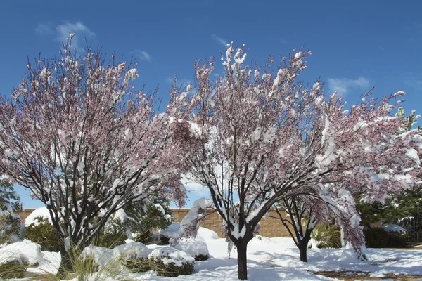 Sníh pokrývá kvetoucí ovocné stromy — Stock fotografie