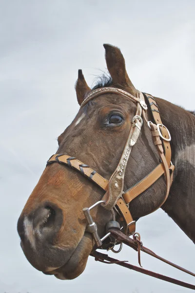stock image Horse Portrait
