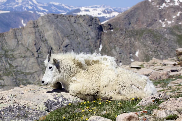 Lůžkových horská koza — Stock fotografie
