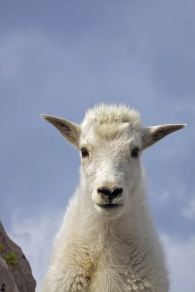 Baby Mountain Goat — Stock Photo, Image