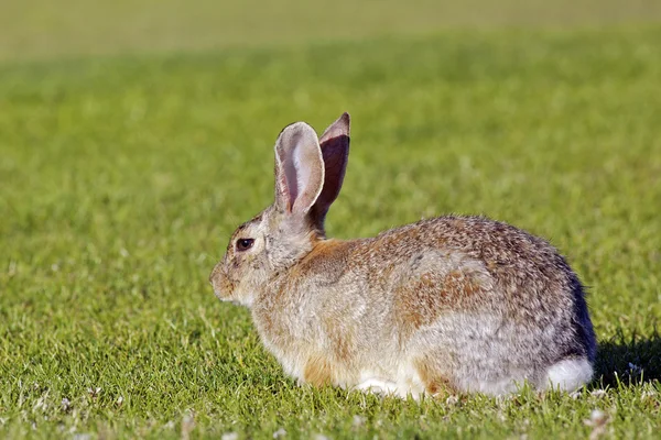 Tavşan tavşan — Stok fotoğraf