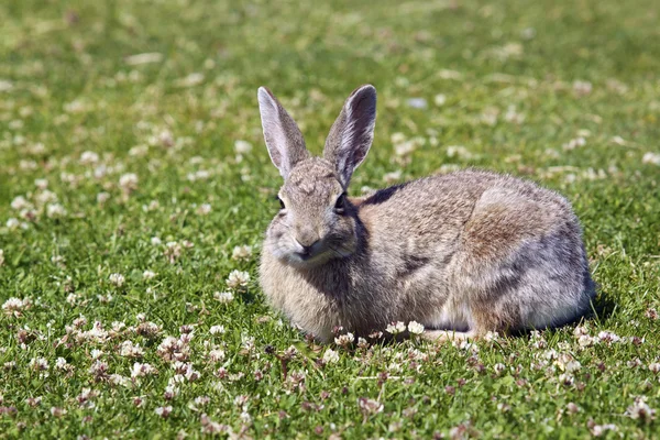 Хвостатый кролик в клевере — стоковое фото