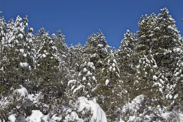 Sněhu krytá borovice — Stock fotografie