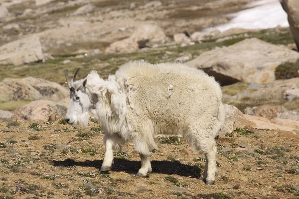 Stock image Mountain Goat