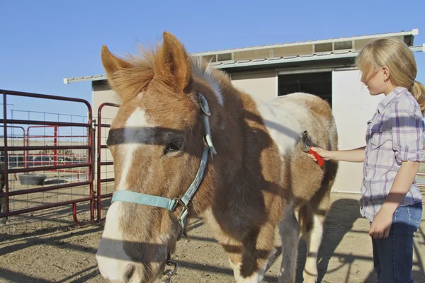 Jong meisje grooming pony — Stockfoto