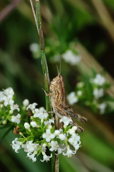 Maskering gräshoppa. en insekt, makro — Stockfoto