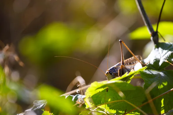Locust s dlouhou kníry sedí na listu — Stock fotografie