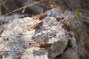 Group of a locust on a stone clipart