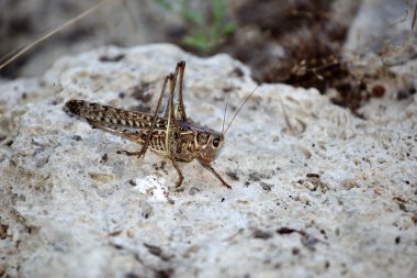 Locust üzerine bir stone. Makro