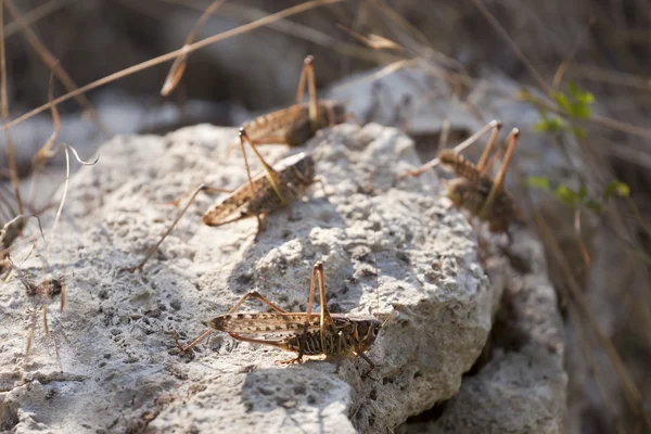 Grupp av en locust på en sten — Stockfoto