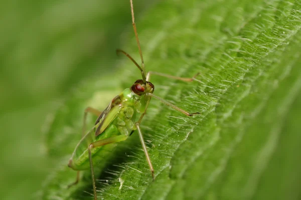 Bug vert sur feuille verte. Macro — Photo