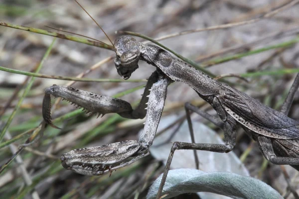 Het mantis in een gras. macro — Stockfoto