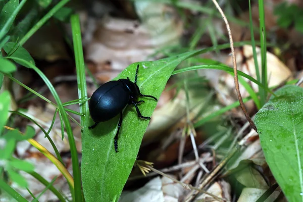 Gran insecto negro en la sábana verde. Macro — Foto de Stock