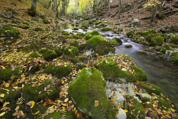 Nehir ve sarı yapraklar sonbaharda odun — Stok fotoğraf