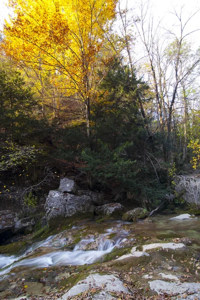 stock image Bright yellow tree and the river. A landscape