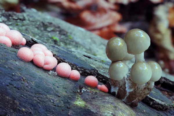 Cogumelos com disputas vermelhas em uma árvore. Macro — Fotografia de Stock