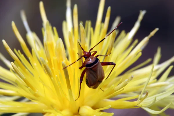 Käfer in einer gelben Blume. Makro — Stockfoto