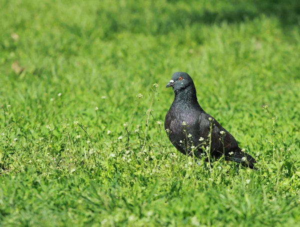 Yeşil çimenlerin üzerinde güvercin — Stok fotoğraf