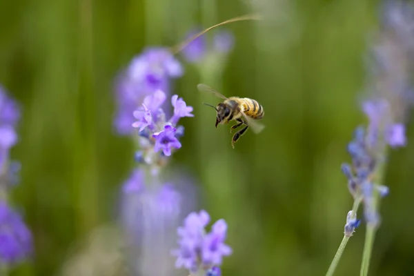 Flower and a bee flying to it — Stock Photo, Image