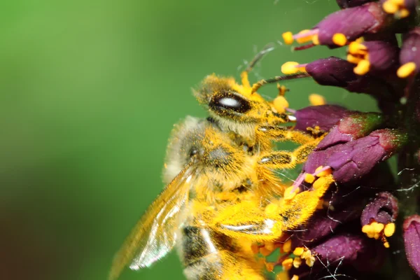 Bee in yellow pollen. Macroshooting — Stock Photo, Image