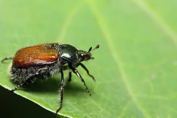 Käfer auf einem grünen Blatt. Makroshooting — Stockfoto
