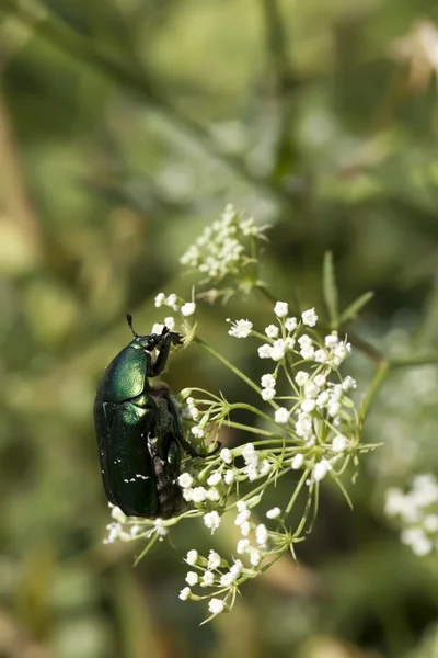Bug op witte kleuren close-up — Stockfoto