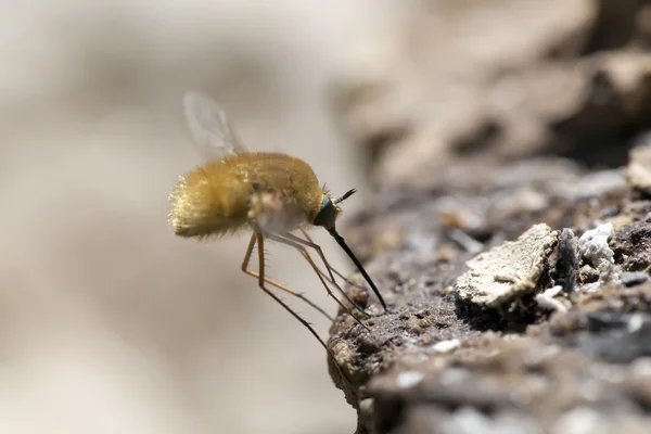 A mosca procura comida. Macrotiroteio — Fotografia de Stock