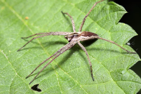 Spindeln sitter på bladet. macroshooting — Stockfoto