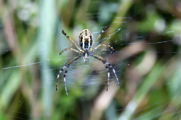Örümcek Ağ Üzerinde — Stok fotoğraf
