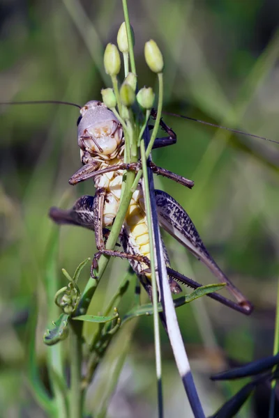 Stor gräshoppa på en stjälk. macroshooting — Stockfoto