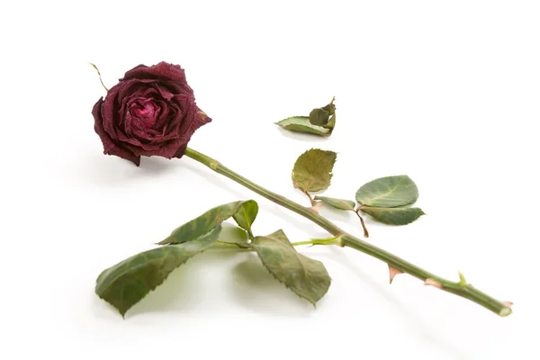 Tote Rose — Stockfoto