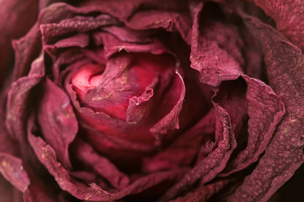 stock image Dead rose